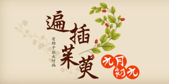 重阳节插的“茱萸”是何种植物？