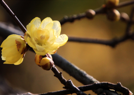 清明节人文风俗