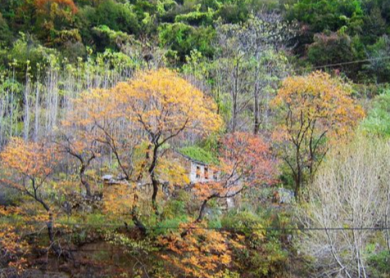 重阳节的传统文化