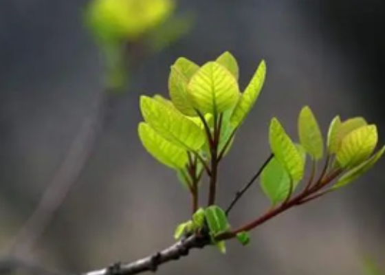 母亲悼词范文