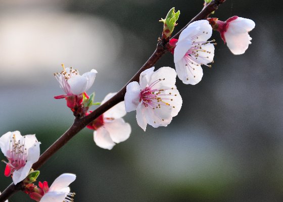 怎样写花圈挽联