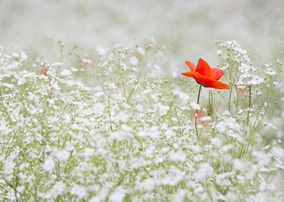 清明时节追悼词