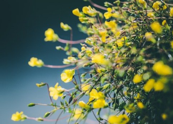 清明节烈士挽联