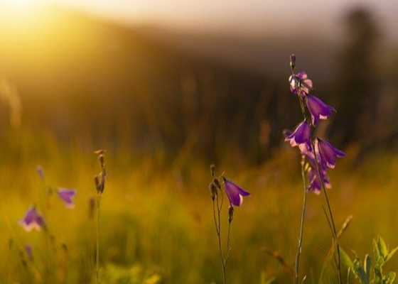 清明节花篮挽联大全