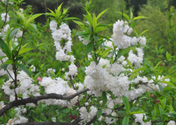 重阳节是什么节日啊