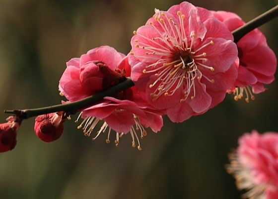 重阳节祭奠有什么讲究