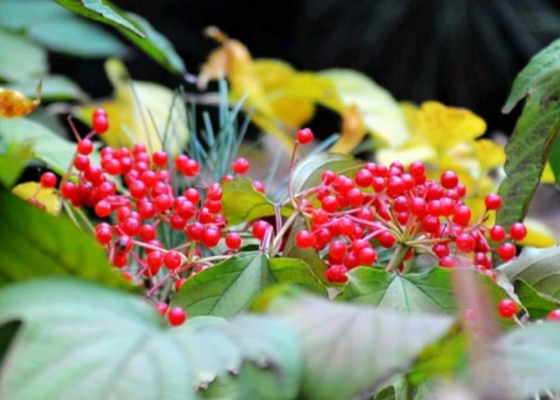 重阳节佩戴茱萸的意义