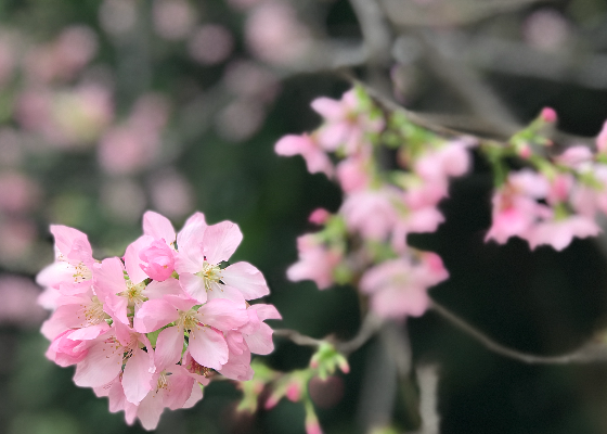 重阳节的主要寓意是什么