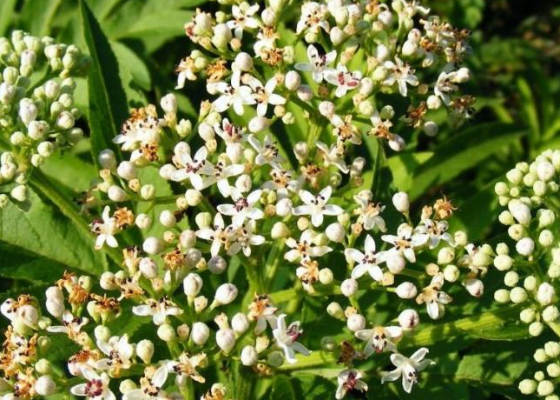 三周年挽联精选