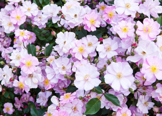 三周年挽联大全