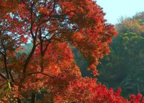 重阳节登高寓意着什么