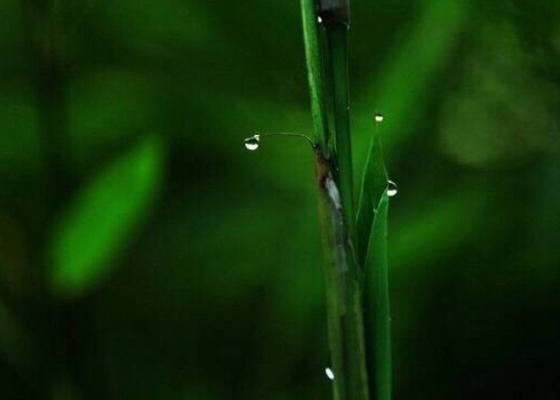 重阳节的民风民俗