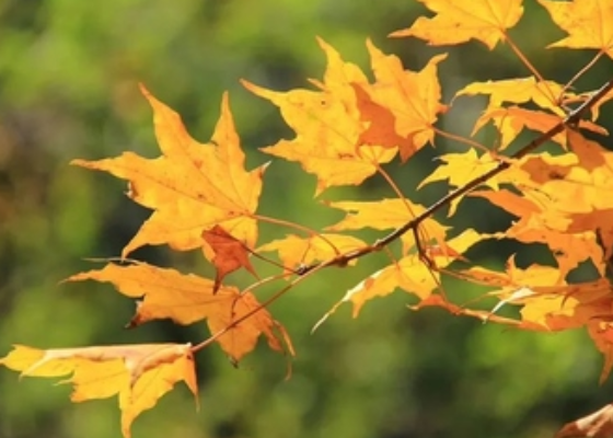 重阳节的节日寓意是什么