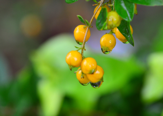 重阳节节日由来