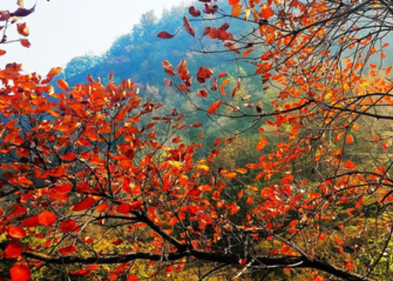 重阳节的节日习俗是什么