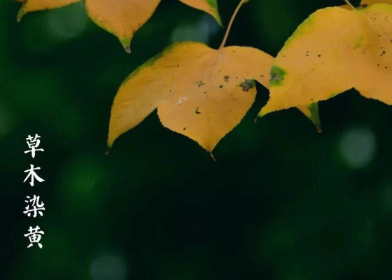 重阳节能干啥