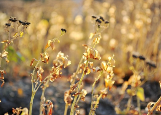 重阳节节日介绍