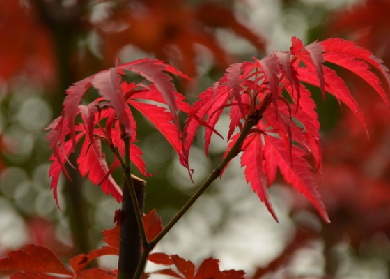 重阳节可以干啥