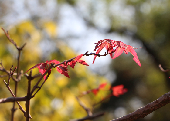 何为重阳节