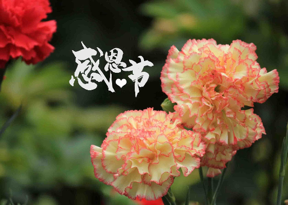 感恩节是什么季节的节日