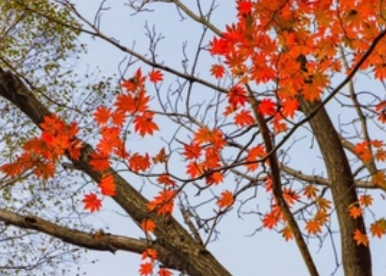 重阳节有何来历