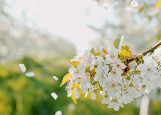 清明节是几月几日