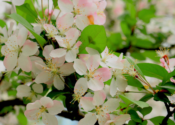 清明节和寒食节是一天吗