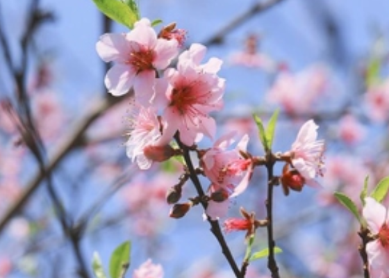 清明节是固定日期吗