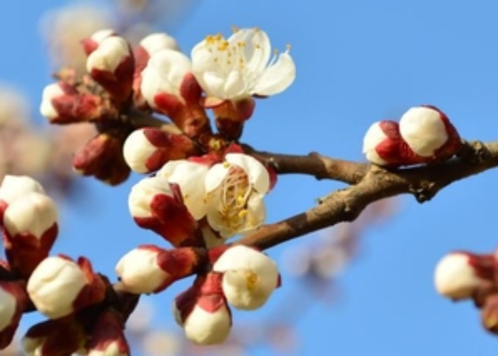 清明节扫墓要烧纸钱吗