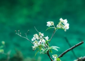 端午节又称什么节