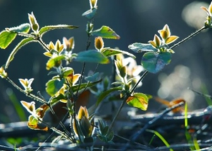 清明节是第几个节气,清明节是一年中的第几个节气