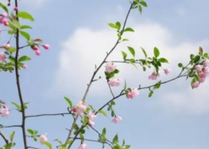 清明节填土在那个方向取土,添坟从哪里取土好