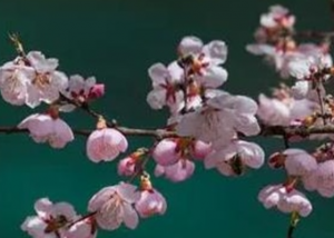 为什么清明节前一天叫寒食节